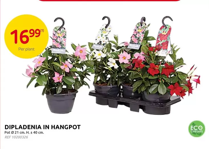 DIPLADENIA IN HANGPOT