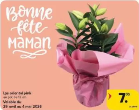 Pink - Lys oriental pink