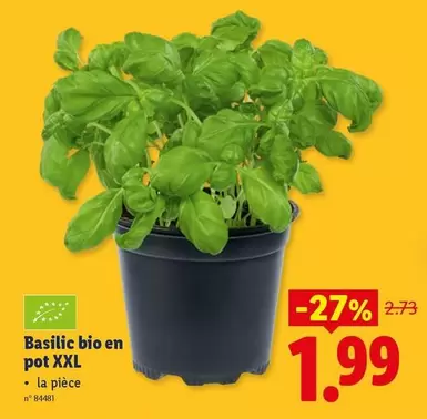 Basilic bio en pot XXL