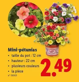 Mini-pétunias
