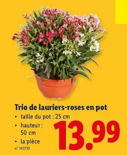 De - Trio de lauriers-roses en pot