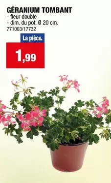 Fleur - GÉRANIUM TOMBANT - fleur double - dim. du pot: Ø 20 cm. 771003/17732