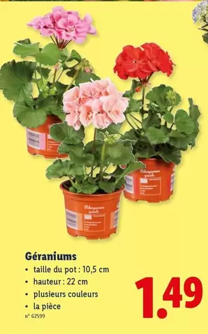 Géraniums