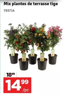 Mix -  plantes de terrasse tige 793714