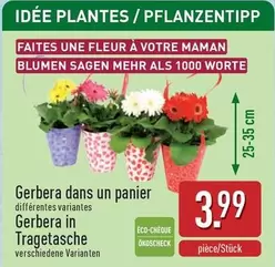 Fleur - Gerbera dans un panier / Gerbera in Tragetasche