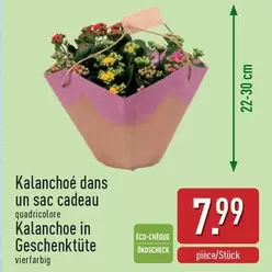 Cadeau - Kalanchoé dans un sac cadeau quadricolore
