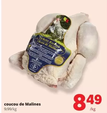 De - coucou de Malines