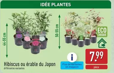 De - Hibiscus ou érable du Japon