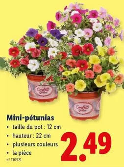 Mini-pétunias