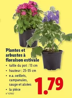 Plantes et arbustes à floraison estivale