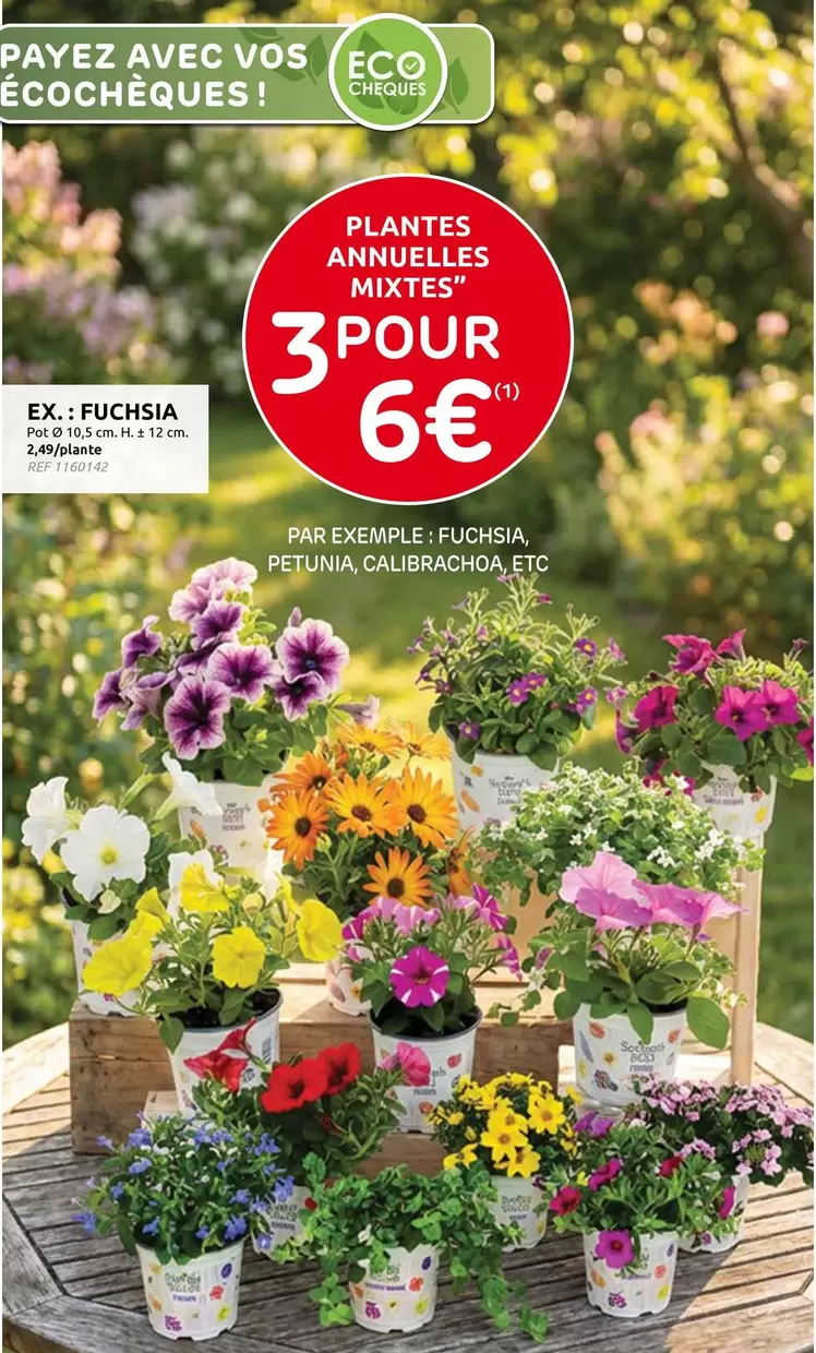 PLANTES ANNUELLES MIXTES