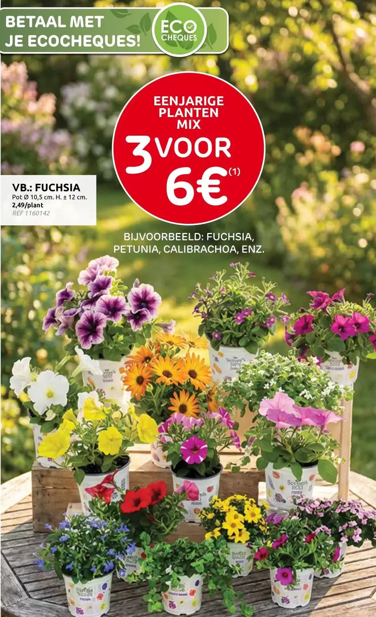 Mix - EENJARIGE PLANTEN MIX