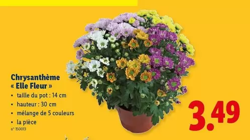 Fleur - Chrysanthème "Elle "