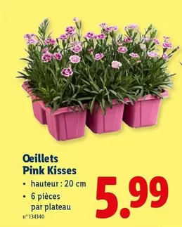 Pink - Oeillet  Kisses