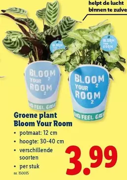 De - Groene plant Bloom Your Room