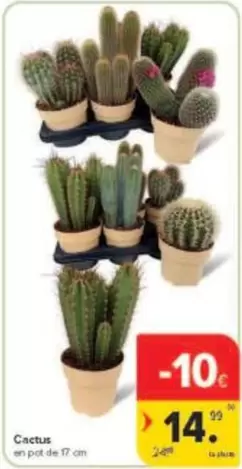 De - Cactus