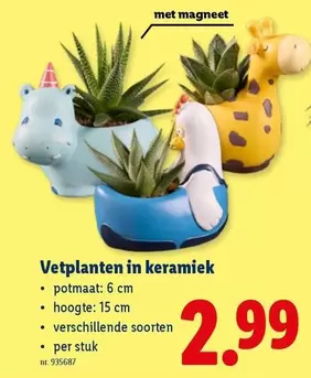 Vetplanten in keramiek