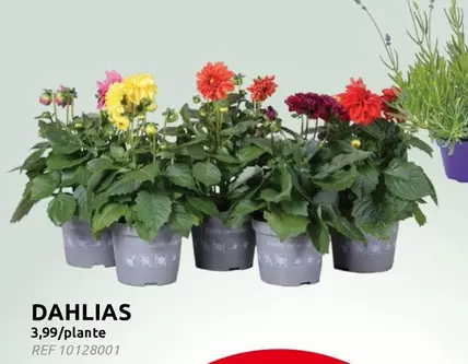 DAHLIAS
