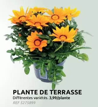 De - PLANTE DE TERRASSE REF 5275899