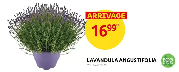 LAVANDULA ANGUSTIFOLIA