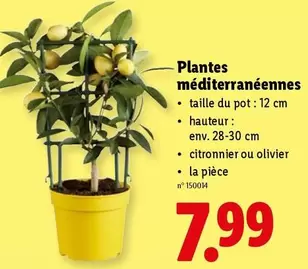 Plantes méditerranéennes citronnier ou olivier