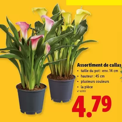 De - Assortiment de callas