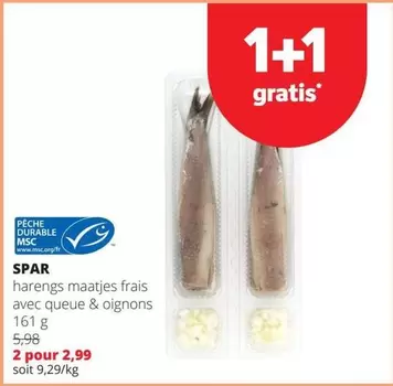 harengs maatjes frais avec queue & oignons