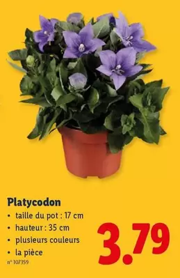 Platycodon