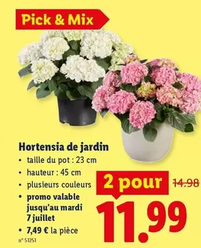 Mix - Hortensia de jardin