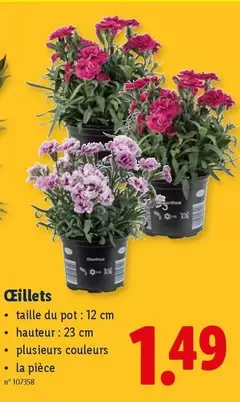 Œillets