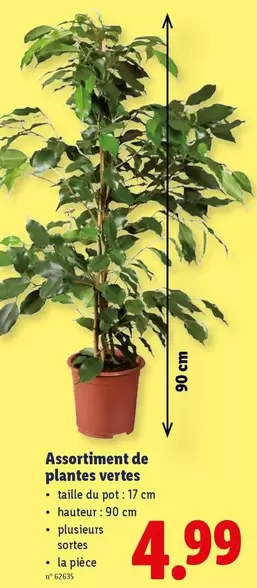 De - Assortiment de plantes vertes