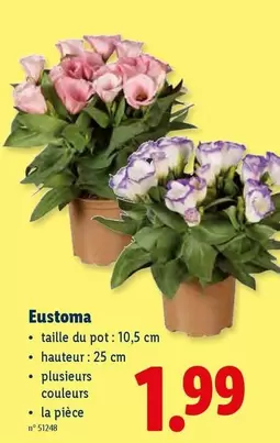 Eustoma