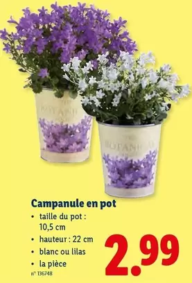 Campanule en pot