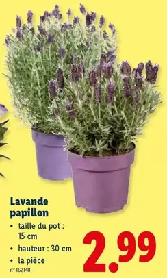 Papillon - Lavande papillon