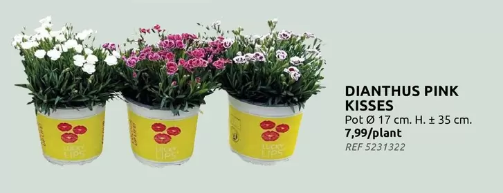 Pink - DIANTHUS PINK KISSES