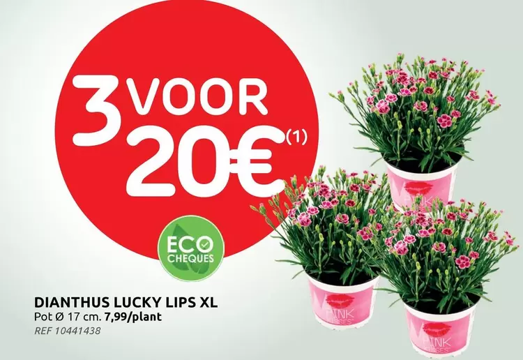 Pink - DIANTHUS LUCKY LIPS XL