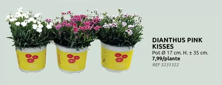 Pink - DIANTHUS PINK KISSES