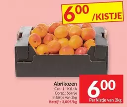 Cat - Abrikozen