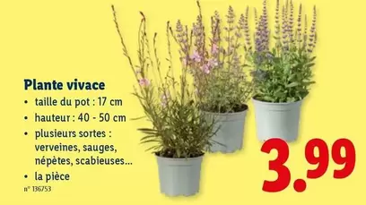 Plante vivace