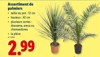De - Assortiment de palmiers