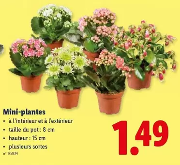 Mini-plantes