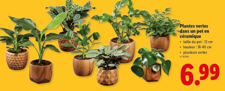 Plantes vertes dans un pot en céramique