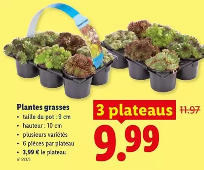 Plantes grasses