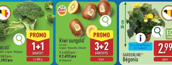 Kiwi -  sungold
