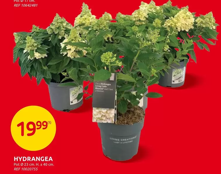HYDRANGEA Pot Ø 23 cm, H. 40 cm