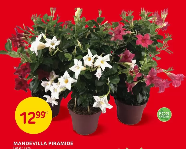MANDEVILLA PIRAMIDE