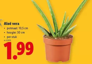 Aloe vera
