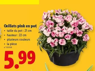 Pink - Oeillet pink en pot