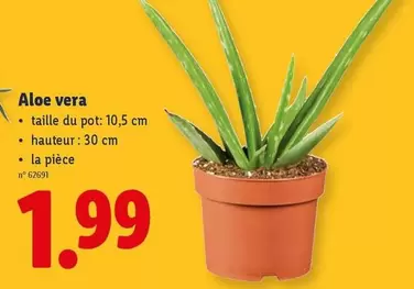 Aloe vera