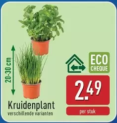 Kruidenplant